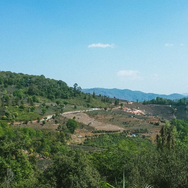 picking tea in the mountains of puer 