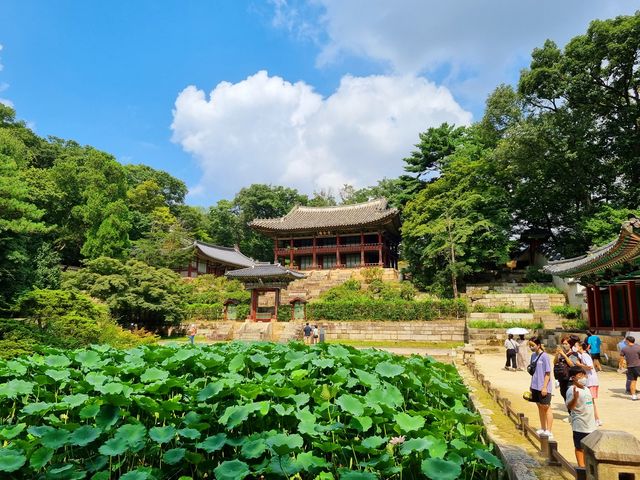 여름의 한복판:) 창경궁을 만나다 