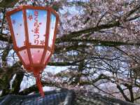 Japan Travel | Strongly recommend these ten cherry blossom check-in spots in Japan 🌸