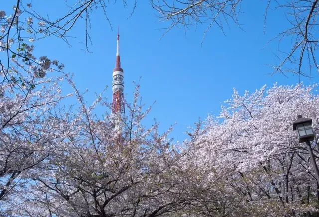 【2025日本櫻花季】東京人氣賞櫻景點推介：上野公園、目黑川、新宿御苑、千鳥洲、六義園、六本木Hills 毛利庭園、飛鳥山公園 | 東京