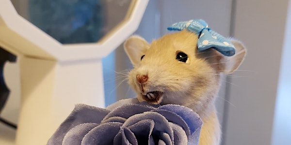 Beginner mouse taxidermy class | The Odd Stop