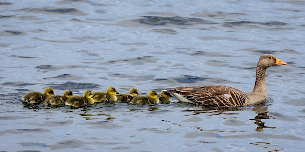 Wildlife Photography for Beginners at Staveley | Staveley Nature Reserve