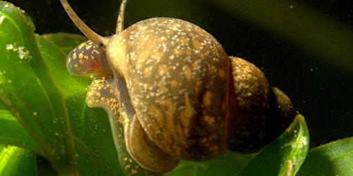 Pond Snails - their ecology and identification with Brian Eversham | Paxton Pits Environmental Education Centre,
