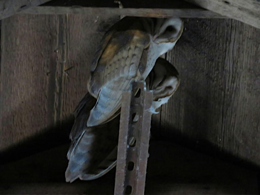 EcoExplorers Avian Adventures | Demonstration Garden