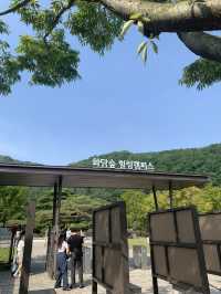 가을 여행지 추천 :: 화담숲🌳