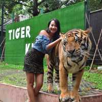 🐯Tiger Kingdom Phuket,Thailand 🇹🇭