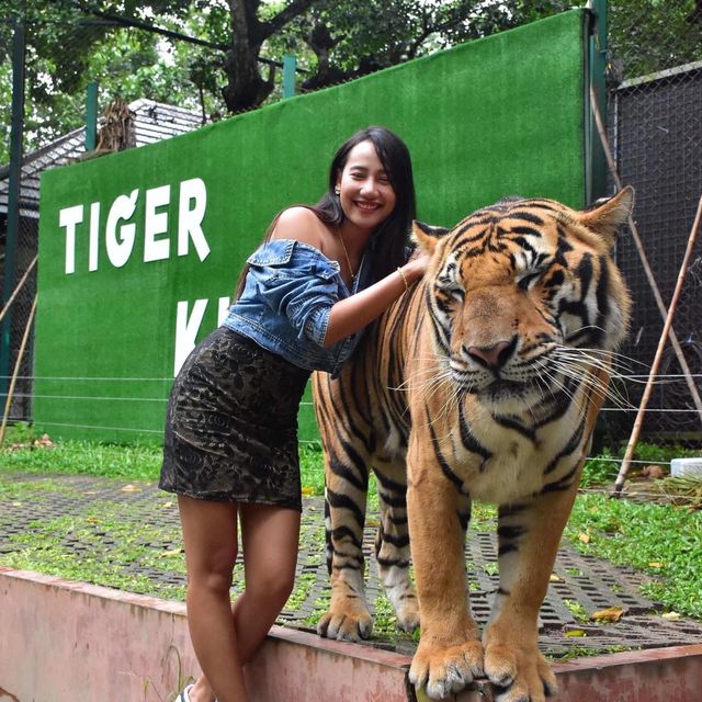 🐯Tiger Kingdom Phuket,Thailand 🇹🇭