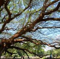 🌳 ต้นจามจุรียักษ์ อายุกว่า 100 ปี 🌿
