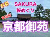京都　KYOTO SAKURAめぐり❗️京都御苑の車返桜に感動❗️