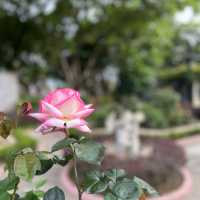 賞花攻略 大埔海濱公園