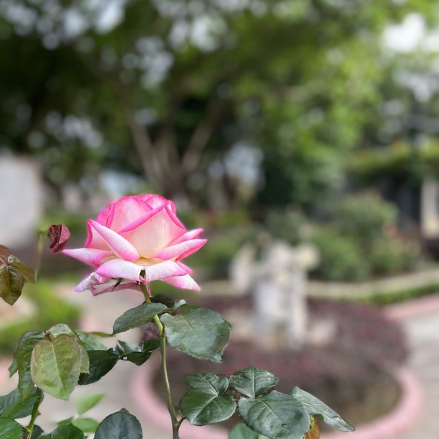 賞花攻略 大埔海濱公園