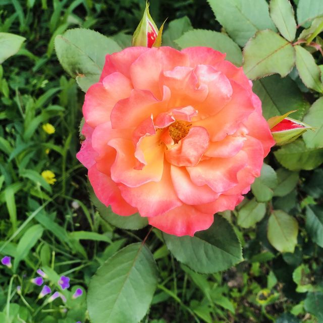 大公主在此👸🏻士林官邸💯不再錯過的美麗花園🌹🌷💐🌺🌸🌼🌻