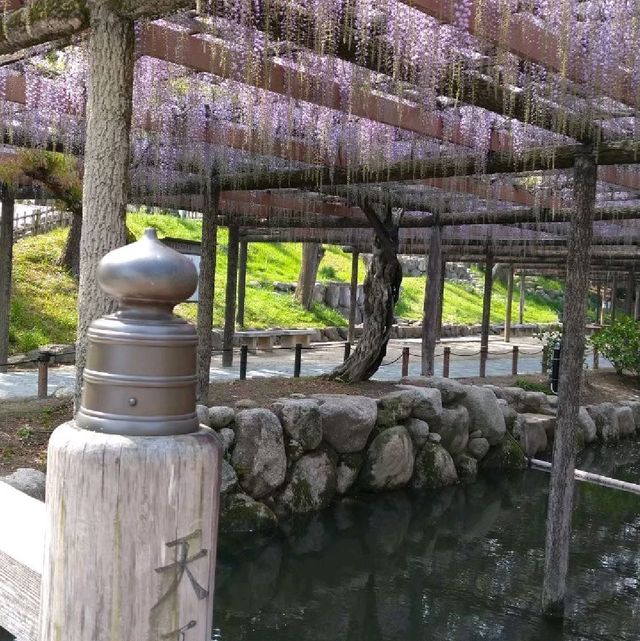 東洋一の藤棚