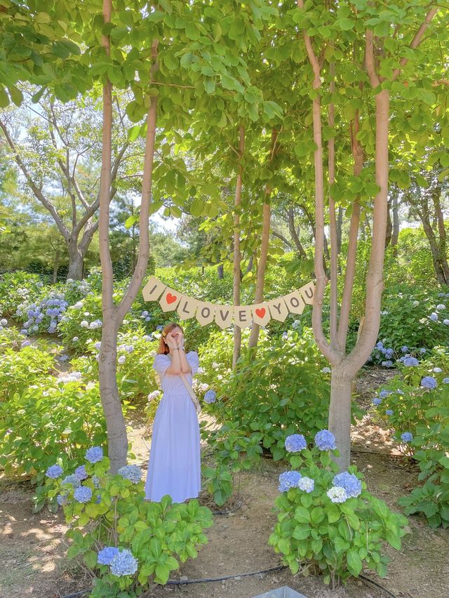 인생사진은 여기! 울산 장생포 고래문화마을 수국정원💜