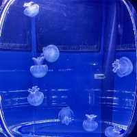 すみだ水族館