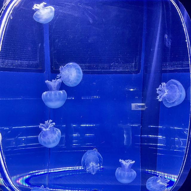すみだ水族館