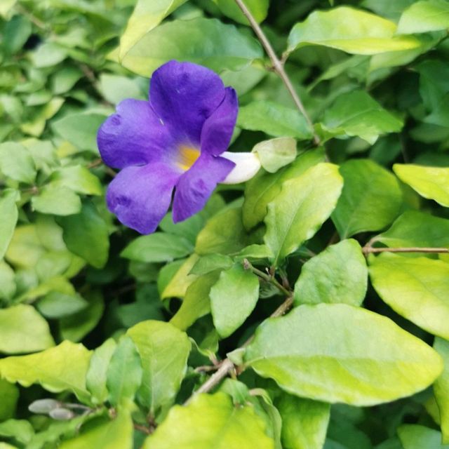 Bukit Gombak Park