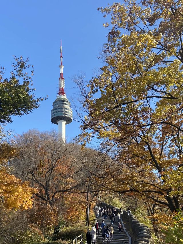 멀리갈 필요가 어디있나요? 서울 N타워에서 단풍 구경하면 되죠🍁