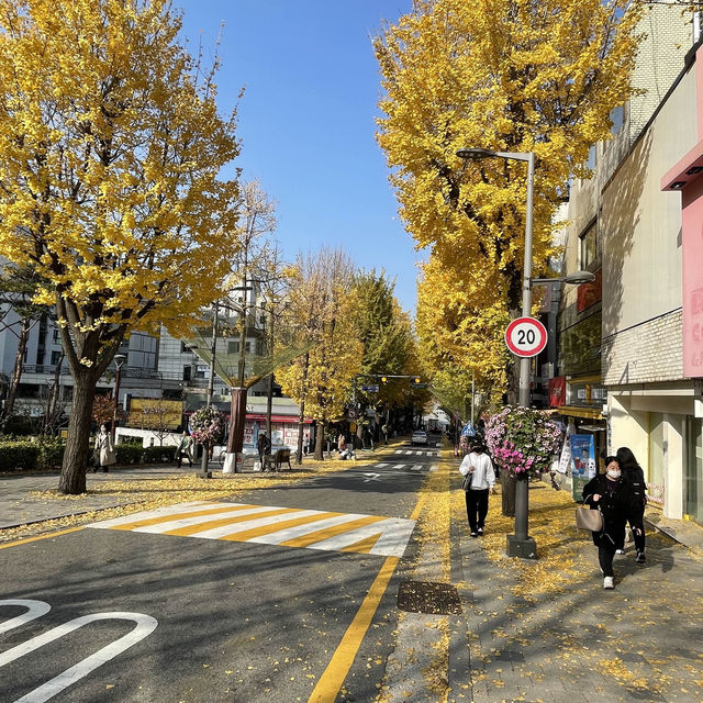Autumn Path to Ewha Woman University Seoul