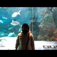 พามาเที่ยว New York Aquarium ค่ะ