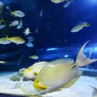 AQUARIA KLCC is such a cool place 🐠🐟🐢