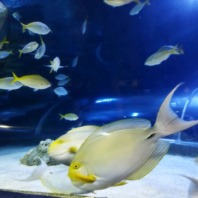 AQUARIA KLCC is such a cool place 🐠🐟🐢