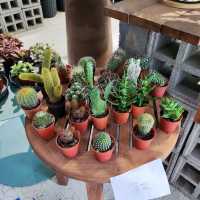 Naug Cafe Plants Make People Happy