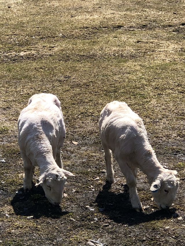 [대관령 여행]🐏하늘목장에서 힐링하기🐏