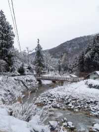 The Snow Monkeys of Jigokudani