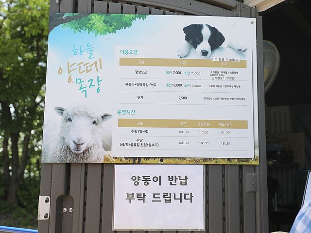 홍천 비발디파크에 하늘양떼목장이 있어요