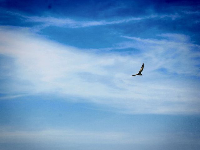 บางปู 🕊