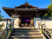 京都　SAKURA 桜めぐり❗️高台寺の桜に感動❗️