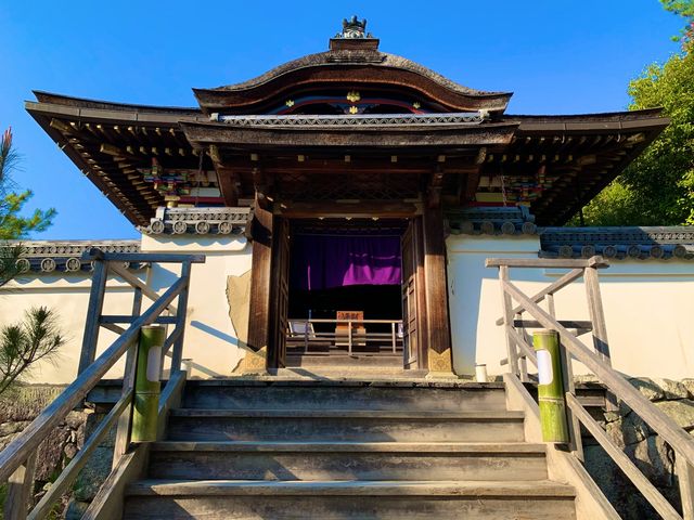 京都　SAKURA 桜めぐり❗️高台寺の桜に感動❗️