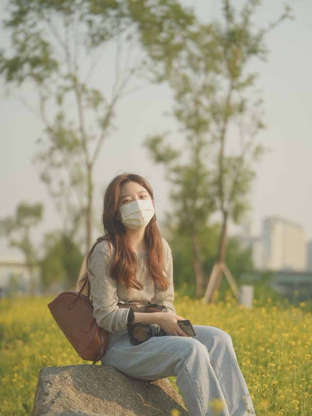 유채꽃이 가득 핀 중랑천