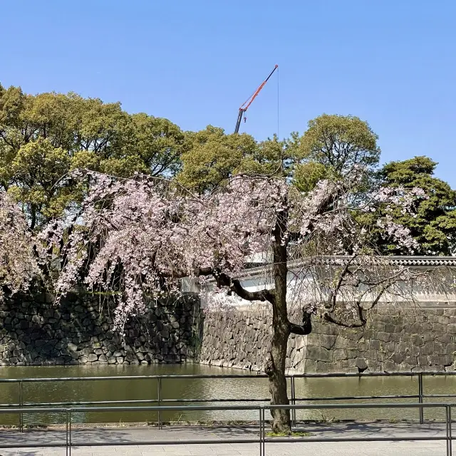 皇居の桜