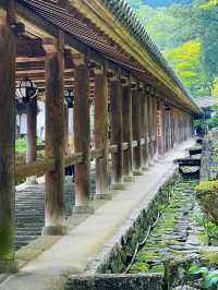 「長谷寺」の「紫陽花回廊」in 奈良