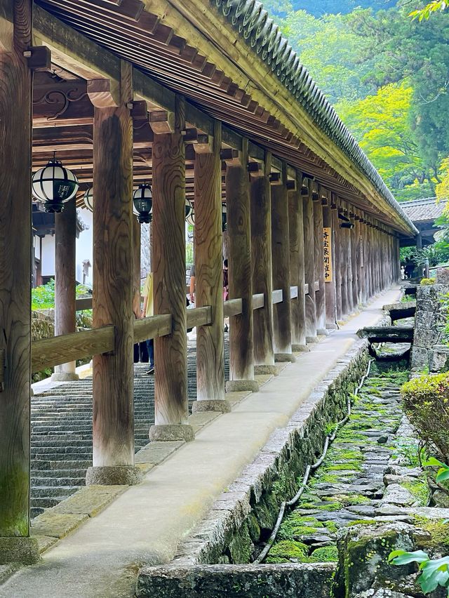 「長谷寺」の「紫陽花回廊」in 奈良