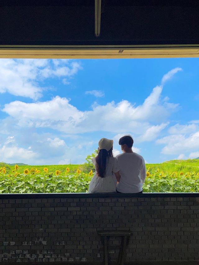 아직도 해바라기 못본 사람 없죠? 경주 해바라기 카페!
