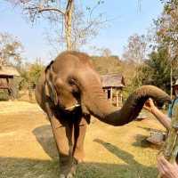 Deepest sleep at Elephants Village house
