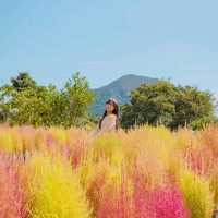 ⛰️가을이 가득히 피어난 아름다운정원 [제주, 마노르블랑]