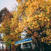Fall foliage in Yonsei university