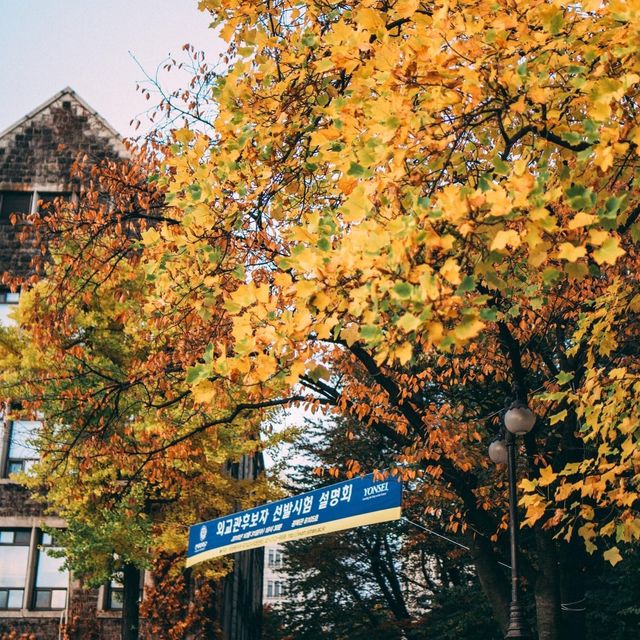 Fall foliage in Yonsei university
