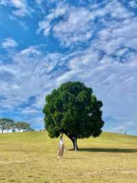 서울 올림픽공원의 메인 나홀로나무🌳 
