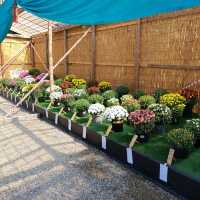 兵庫県！明石の菊花展覧会は素晴らしい