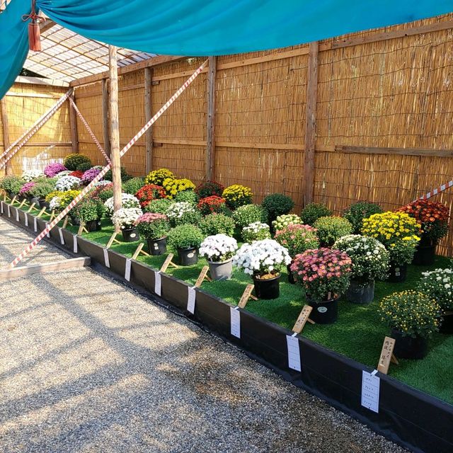 兵庫県！明石の菊花展覧会は素晴らしい