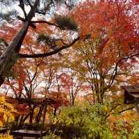 盛茂紅葉中體驗靜謐境界 – 常寂光寺