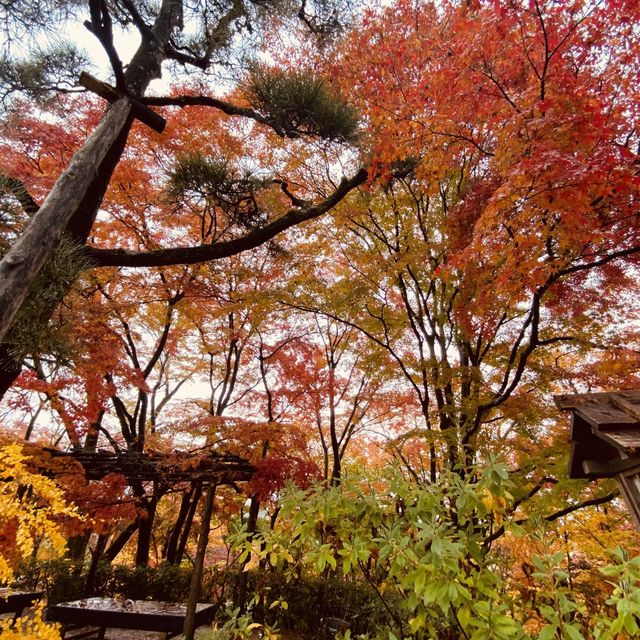 盛茂紅葉中體驗靜謐境界 – 常寂光寺