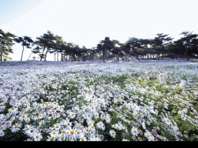 전북 구절초 축제_옥정호 구절초테마공원