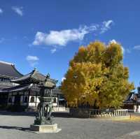 京都最美寺廟—西本願寺