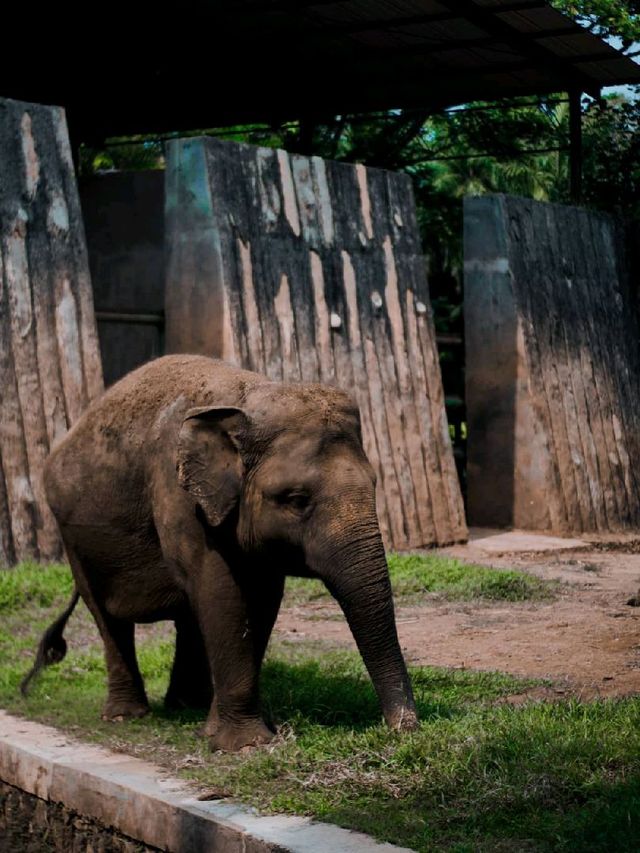 Visit Ragunan Zoo